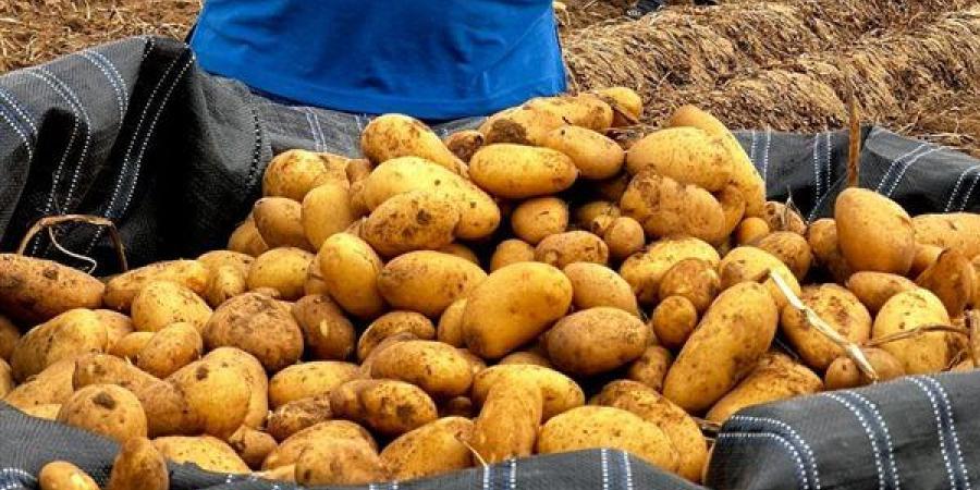 فحص
      أكثر
      من
      مليون
      طن
      بطاطس
      مائدة
      معدة
      للتصدير
      لمختلف
      دول
      العالم