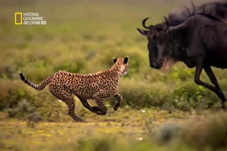 ثبت الآن.. تردد قناة ناشيونال جيوغرافيك National Geographic عبر نايل وعرب سات