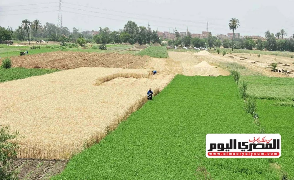 «مصر قادرة على بلوغ 80٪ من الاكتفاء الذاتي الغذائي» خبير زراعي يكشف عن إمكانيات البلاد الزراعية