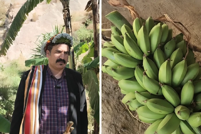 «سعر الكيلو يصل إلى 75 ريال» مزارع في جازان يشارك تجربته في زراعة الموز الصخري ويفسر سبب تسميته بهذا الاسم