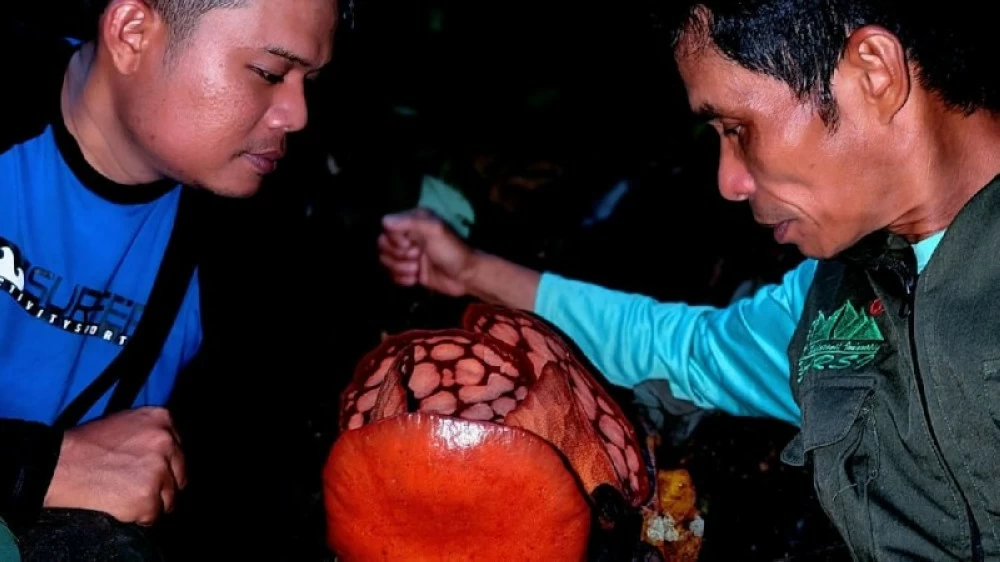 «اكتشاف نادر بعد 13 عاماً من البحث.. علماء يعلنون العثور على أندر زهرة في العالم»