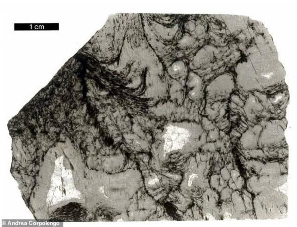 «مفاجآت الذكاء الاصطناعي تكشف أسرار أقدم أشكال الحياة على كوكب الأرض»