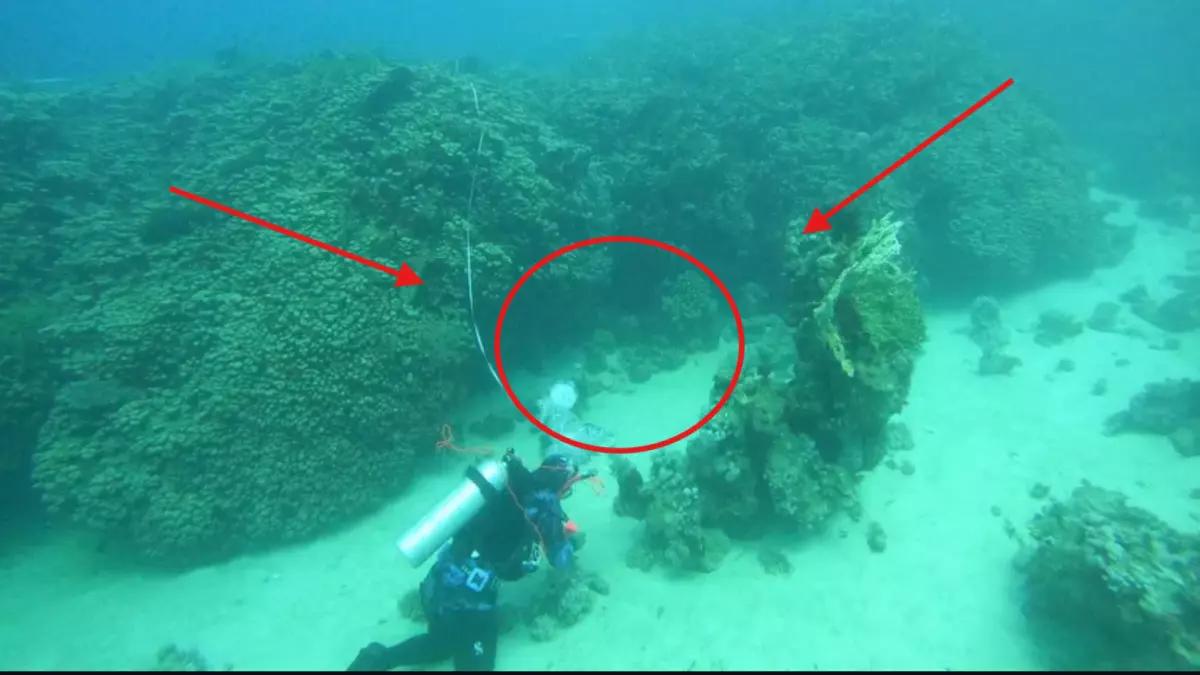 «اكتشاف كنز فريد في أعماق البحر السعودي: فرحة تعم المواطنين!»