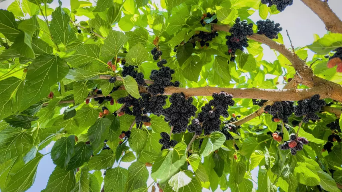 «تحول زراعي مذهل: السعودية تتفوق على أوروبا في إنتاج التوت الأسود بنسبة 5.3%»