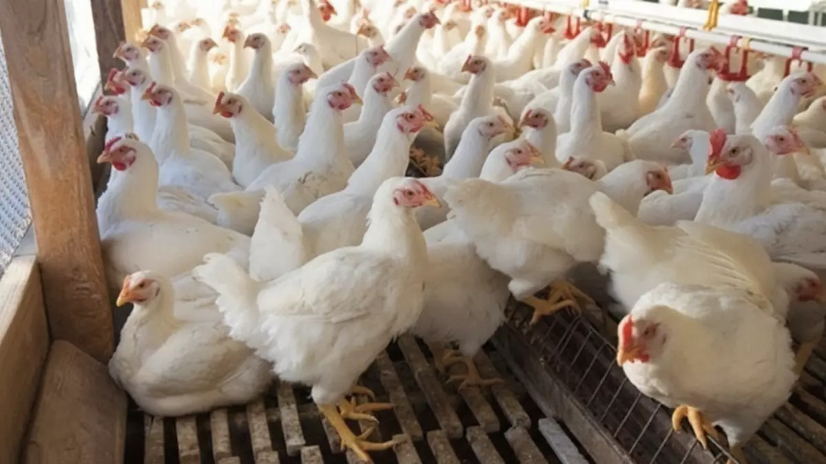 «أسعار الدواجن اليوم: الفراخ البيضاء بـ70 جنيهاً والحمراء تسجل 83»