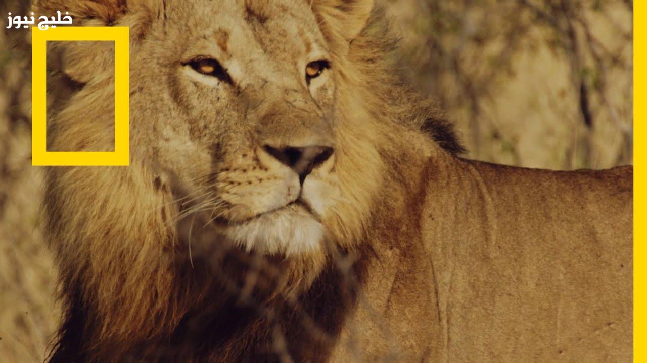 «استمتع بمغامرات واكتشافات لا تُنسى» عجائب العالم على شاشة ناشيونال جيوغرافيك بتردد 2025 على الأقمار الصناعية