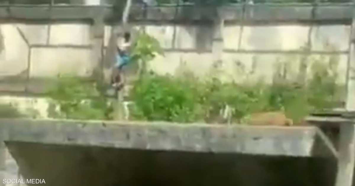 «لحظة مأساوية» شاب برازيلي يلاقي حتفه بعد هجوم لبوة في حديقة الحيوان