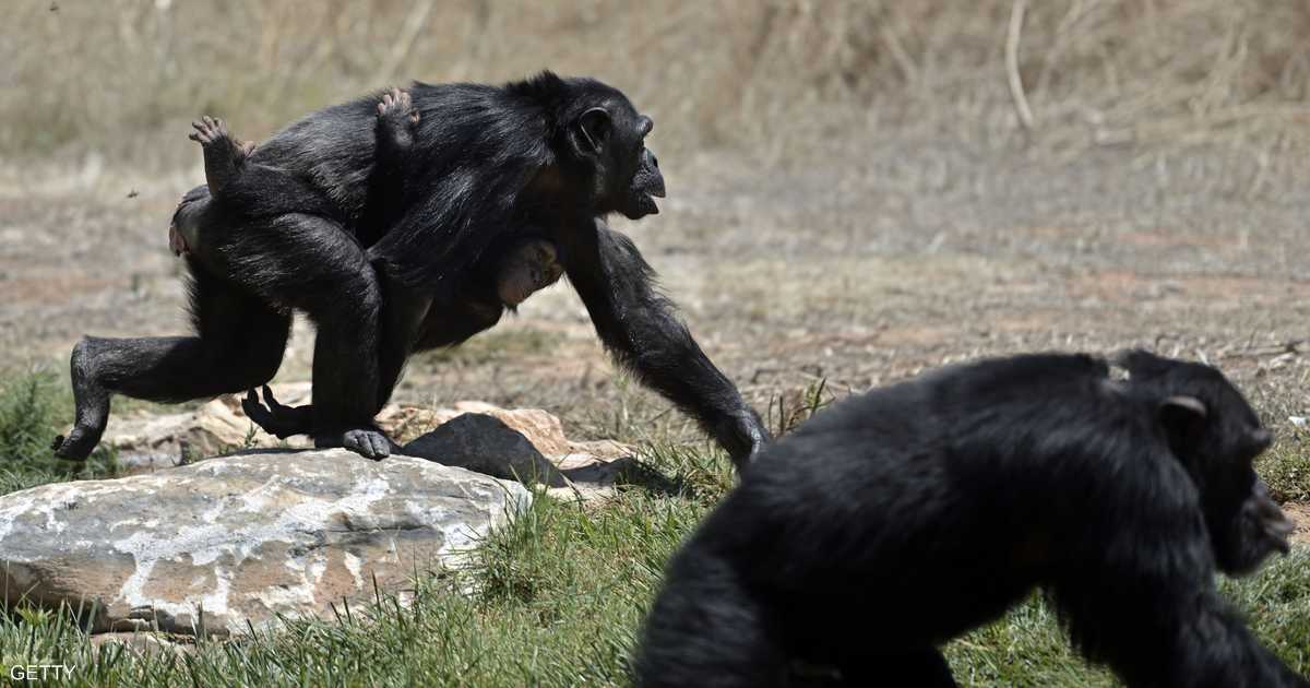 «قرار أميركي مفاجئ يثير الجدل حول تجارب القردة»