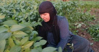 «نجاح ملحوظ لمصر في تصدير الملوخية بارتفاع يتجاوز 5200 طن منذ بداية العام»