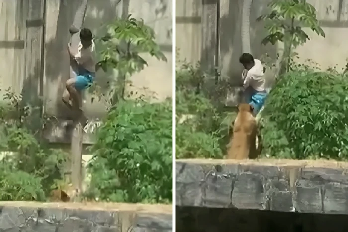 «لحظة مروعة» لبؤة تفتك بشاب تسلل إلى حظيرتها في حديقة حيوان بالبرازيل