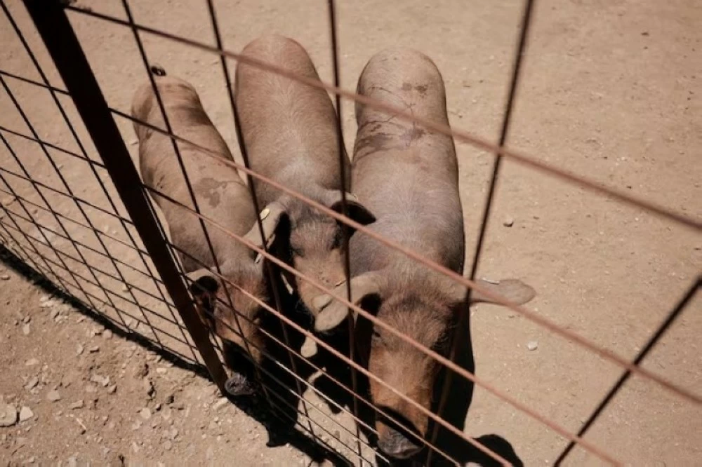 «خنازير أفريقيا تجتاح إسبانيا» حمى الخنازير الأفريقية تهدد البلاد والأAuthorities تحذر من تداعيات وخيمة على الثروة الحيوانية