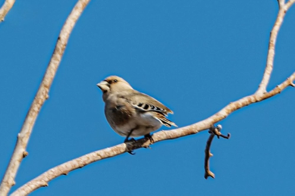 «الحسون» يشرق من «الحدود» في أبرز التطورات المحلية