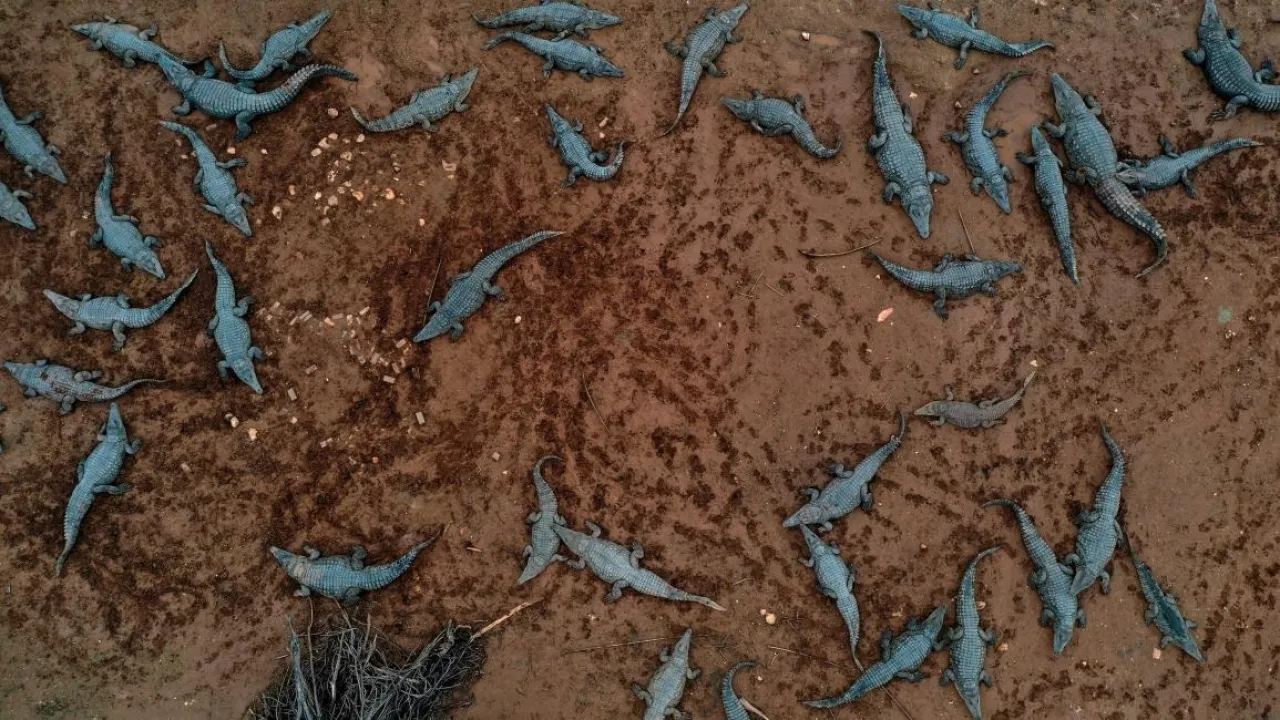 «حيوانات بلا ذنب» سلطات الاحتلال تبرر إعدام مئات التماسيح في غور الأردن تحت ذريعة الأمن