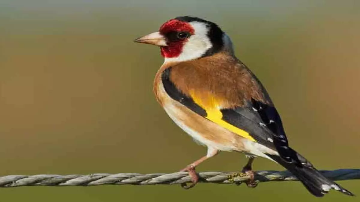 «اكتشاف طائر أسطوري ذي ألوان ذهبية في السعودية بعد عقود من الغياب»